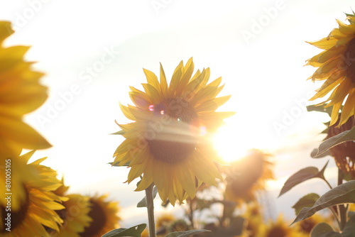 Sonnenblume photo