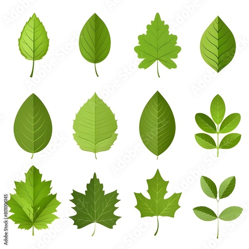 green leaves isolated on white, Set of green leaves isolated on white. Collection of nature forest plants leaves