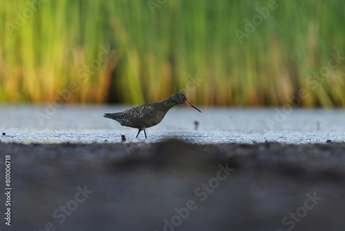 Spotted redshank (Tringa erythropus) looking for food in the wetlands in summer.	
 photo