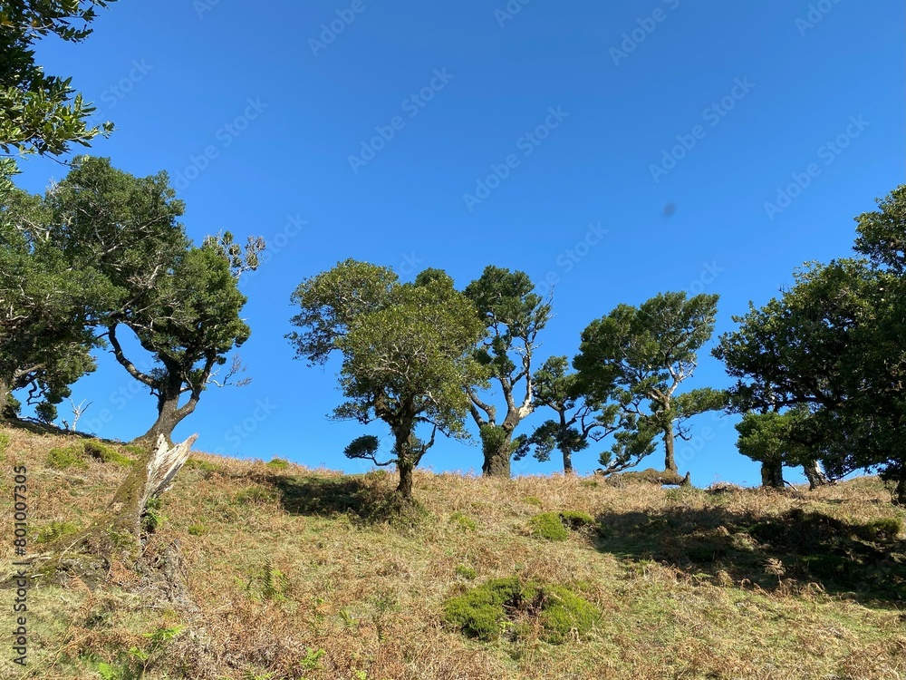 Fototapeta premium Landscape view, Fanal Forest, Madeira, Portugal