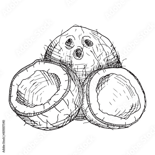 Hand drawn coconuts painted by black inks on isolated background in linear style.