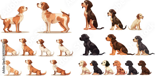 Dog growth. Stage progression growing dogs, life cycle from puppy to adult