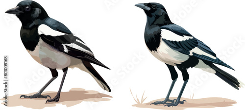 Magpie stand on ground