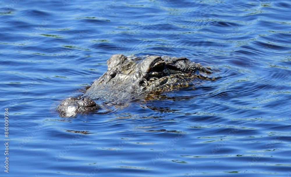 close up of of american alligator swimming in the marsh at san bernard national wildlife refuge near brazoria, on the gulf coast of texas close up of of american alligator swimming in the marsh at san bernard national wildlife refuge near brazoria, on the gulf coast of texas