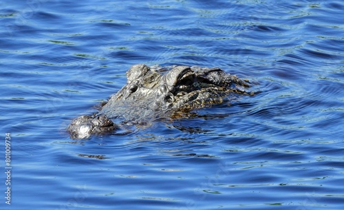 close up of of american alligator swimming in the marsh at san bernard national wildlife refuge near brazoria, on the gulf coast of texas