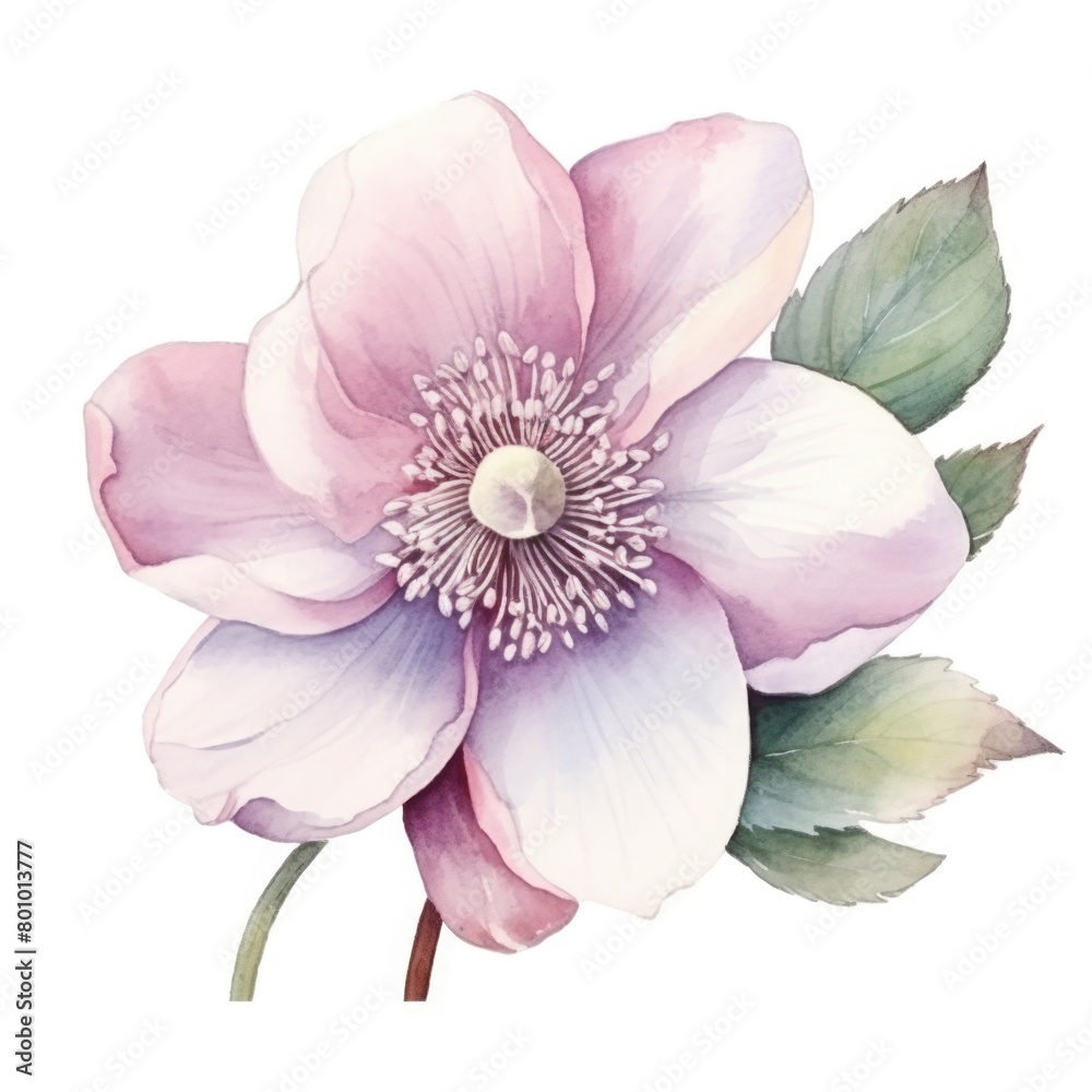 Hellebore flower watercolor illustration. Floral blooming blossom painting on white background
