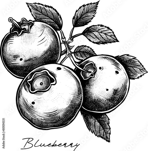 Blueberry hand drawn black and white vector illustration