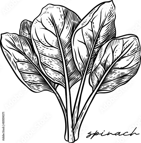 Spinach hand drawn black and white vector