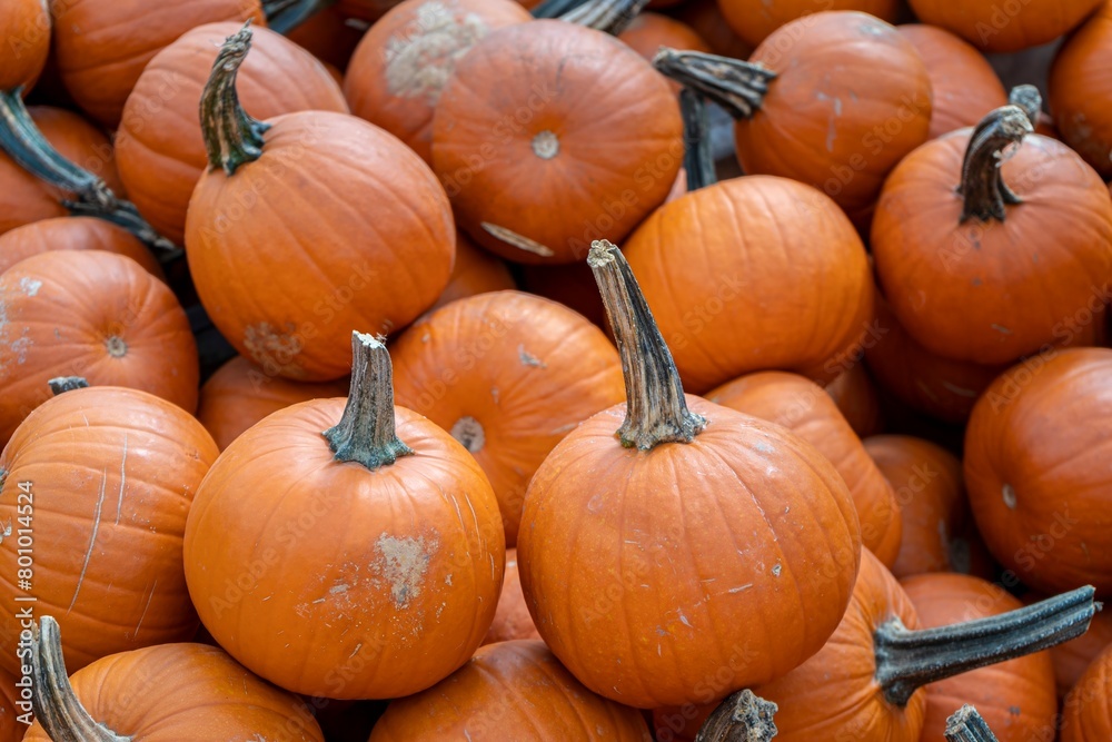 A stack of small orange pumpkins at a Fall Harvest Festival creates a vibrant and rustic scene, evoking the essence of autumn. A stack of small orange pumpkins at a Fall Harvest Festival creates a vibrant and rustic scene, evoking the essence of autumn.