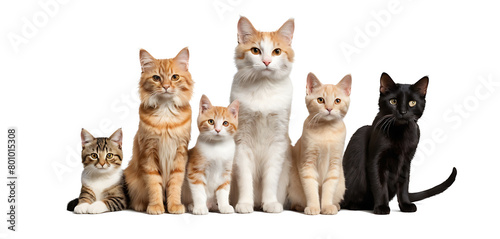 group of different breed of cats isolated on white background