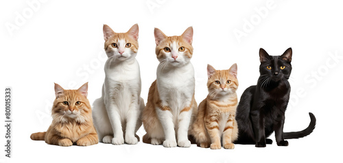 group of different breed of cats isolated on white background