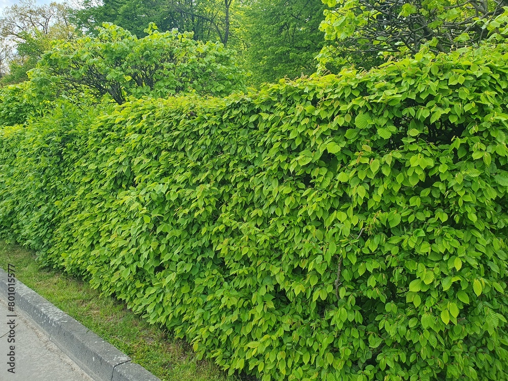 Evergreen hedges. Eco wall. Organic natural background. Clean environment. Ornamental plant in the garden.