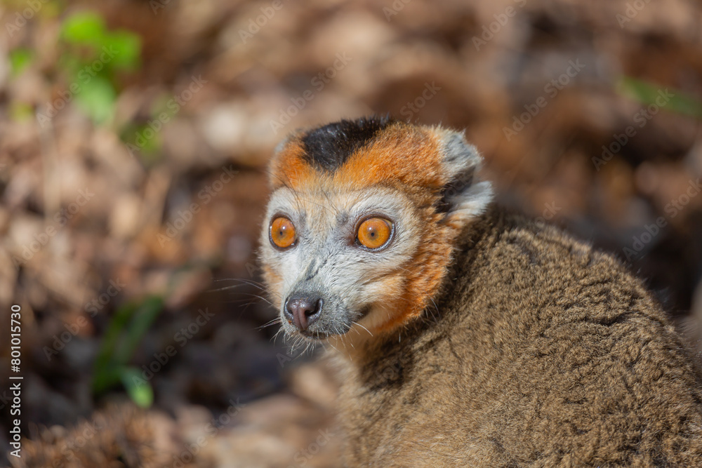 Obraz premium Les grand yeux d'un lémurien 