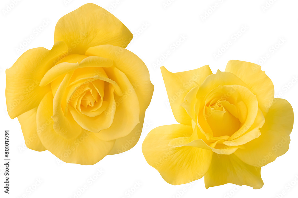 Top view yellow rose blooming isolated on the white background.Photo with clipping path.