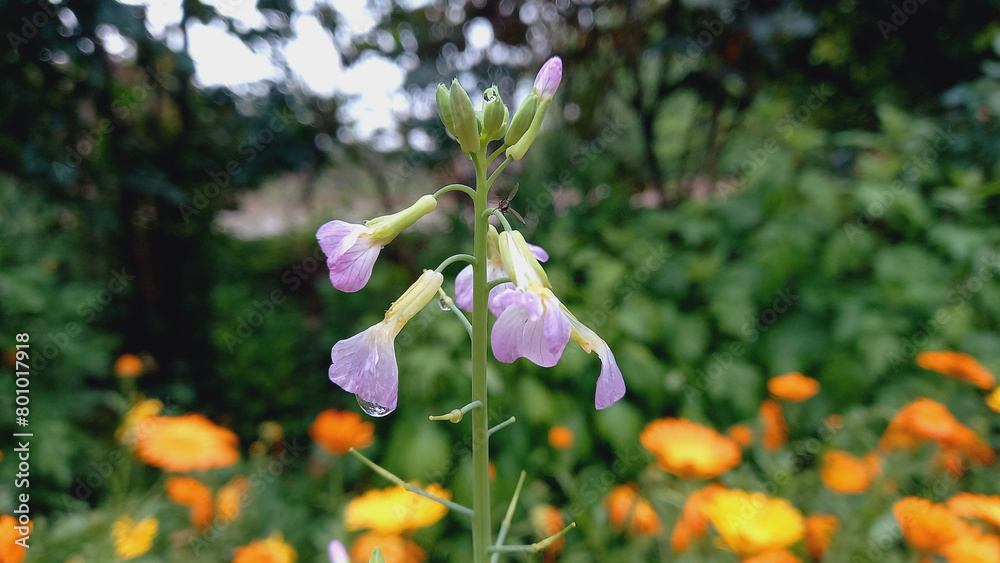 Raddish Flower, Raphanus Raphanistrum or white Charlock
Raddish Flower, Raphanus Raphanistrum or white Charlock
