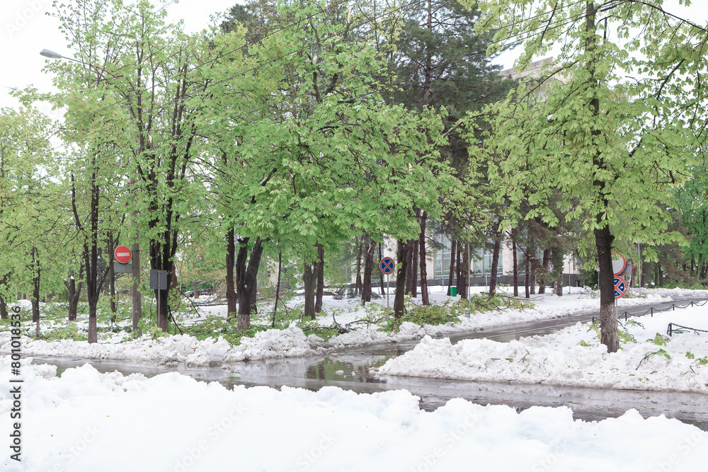 Snowfall in the urban park in the early spring. City park in winter with snow and green trees