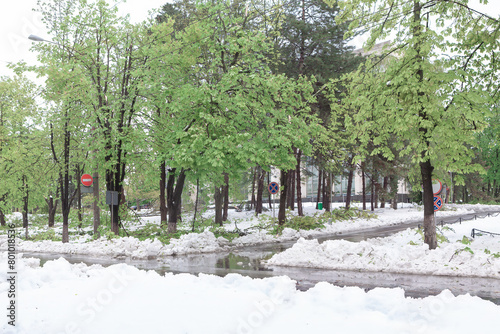 Snowfall in the urban park in the early spring. City park in winter with snow and green trees