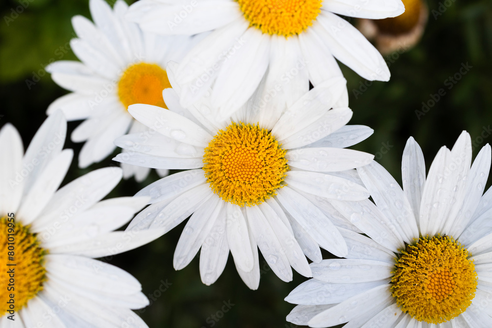Obraz premium Wild daisy flowers growing on meadow . Leucanthemum , superbum . Top view