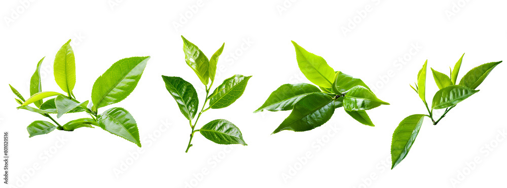 Green Tea leaves oil, isolated on transparent background, studio light