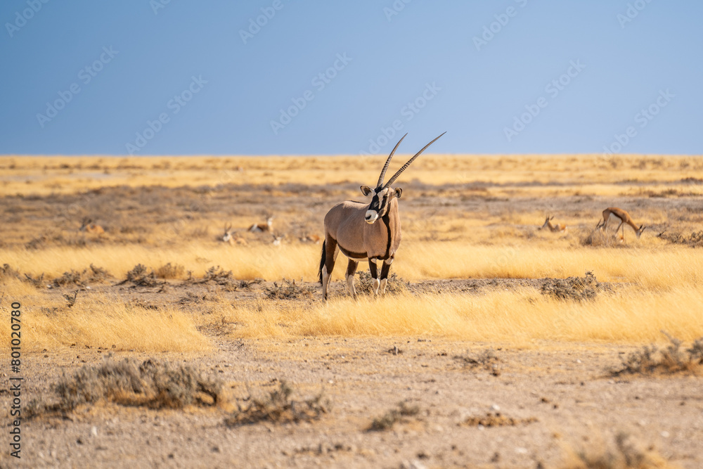 Fototapeta premium Orix Antelope near Street Namibia Africa Red Sand
