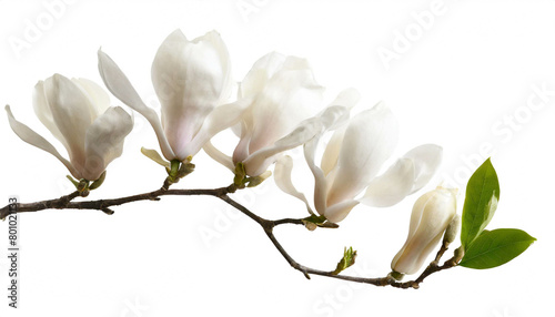 Magnolien am Zweig isoliert auf weißen Hintergrund, Freisteller photo