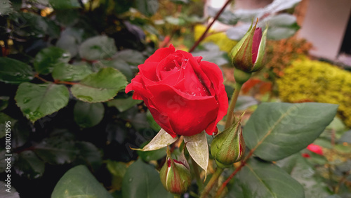 A Red Rose in a Garden
 photo