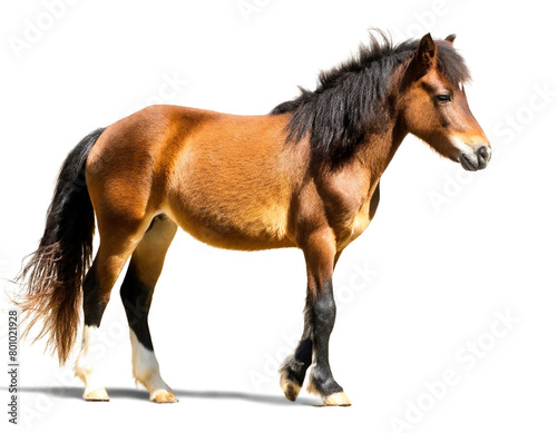 pony auf vier beinen isoliert auf wei  en Hintergrund  Freisteller