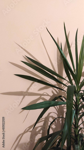 Closeup of a home palm plant by the wall