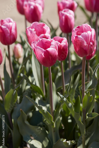 Tulip Jumbo Pink flowers in spring sunlight