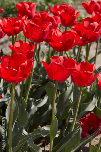 Tulip Ben Van Zanten, red flowers in spring sunlight