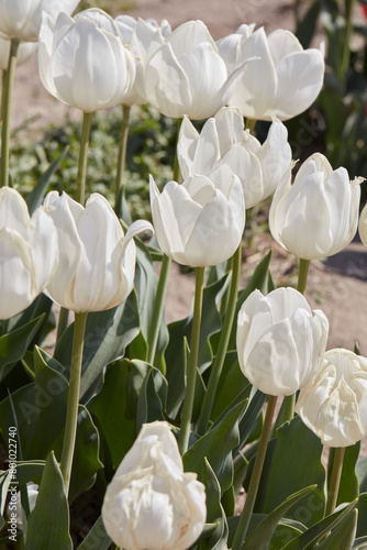 Tulip Beauty of White flowers in spring sunlight