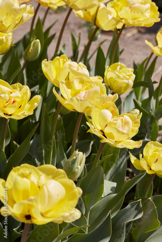 Tulip Akebono, yellow flowers in spring sunlight