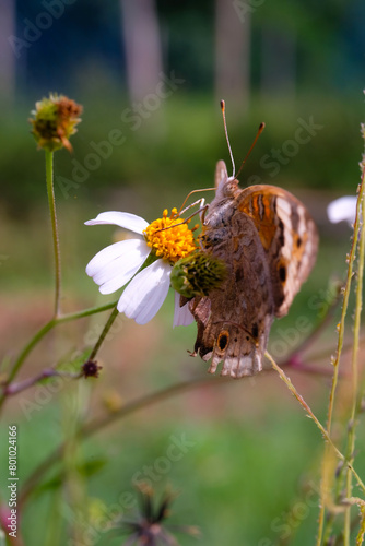 The Blue Pansy butterfly (Junonia orithya) perched on a daisy flower. Macro shot of The Blue Pansy Butterfly isolated. Graphic Resources. Animal Themes. Animal Closeup. Macrophotography photo