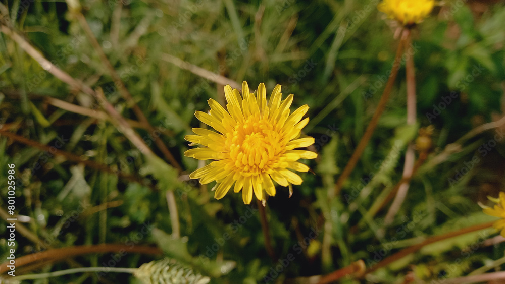 Dandelion, Blowball, Cankerwort, Irish Daisy, Monks head, Priest's crown or puff ball
Dandelion, Blowball, Cankerwort, Irish Daisy, Monks head, Priest's crown or puff ball