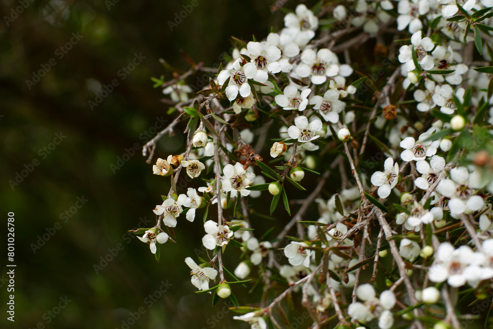 Manuka flowers of a tree, white blossom, New Zealand Manuka flowers of a tree, white blossom, New Zealand