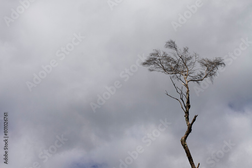 Dry tree in the cloudy sky
