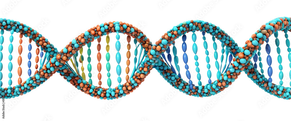 dna structure on white background