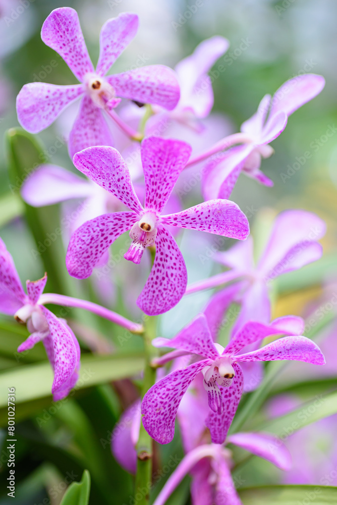 Beautiful pink orchid flower decoration in the tropical garden Beautiful pink orchid flower decoration in the tropical garden