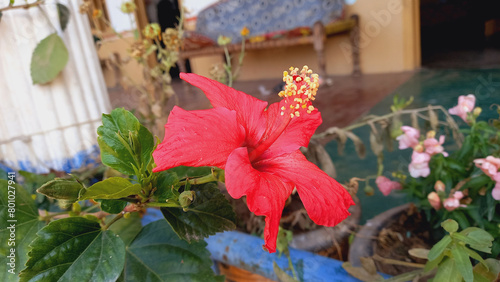  Hibisceae, Thespesia grandiflora or Shoeblackplant Beautiful Red Flower
 photo