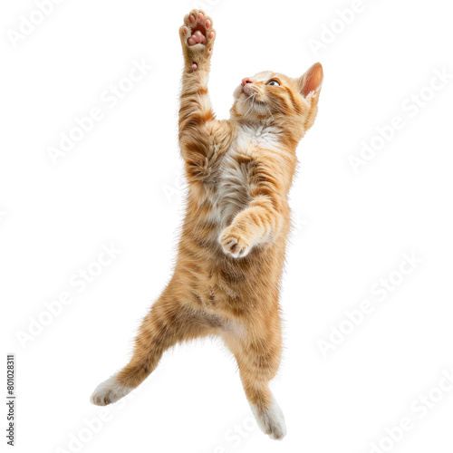 floated cat jumping gesture try to catch something in the air, isolate on transparency background PNG