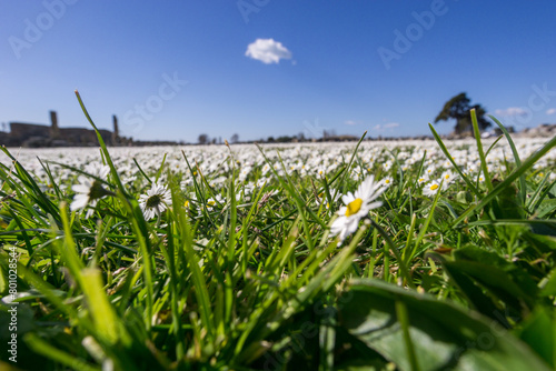 Thousands of daisy flower on green meadow under a clear blue sky with single cloud, shot with selective focus
