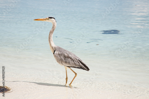 great blue heron on the beach