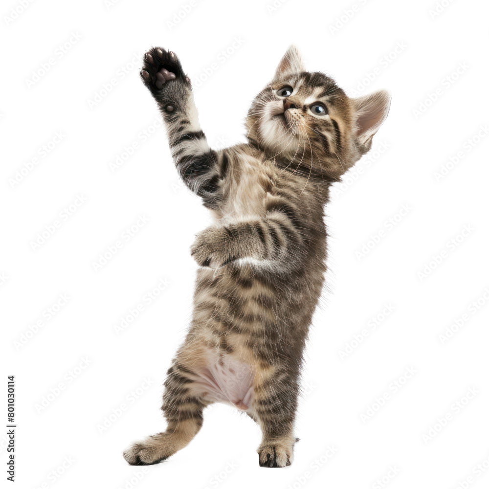 floated kitten jumping gesture try to catch something in the air, isolate on transparency background PNG