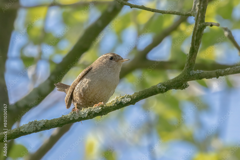 Eurasian wren,Troglodytes troglodytes, or northern wren perched on branch with blue sky and green leaves background Eurasian wren,Troglodytes troglodytes, or northern wren perched on branch with blue sky and green leaves background