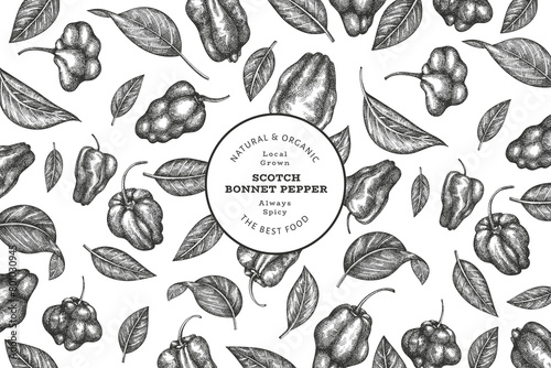 Hand drawn sketch style scotch bonnet pepper banner. Organic fresh vegetable vector illustration. Retro cayenne pepper design template