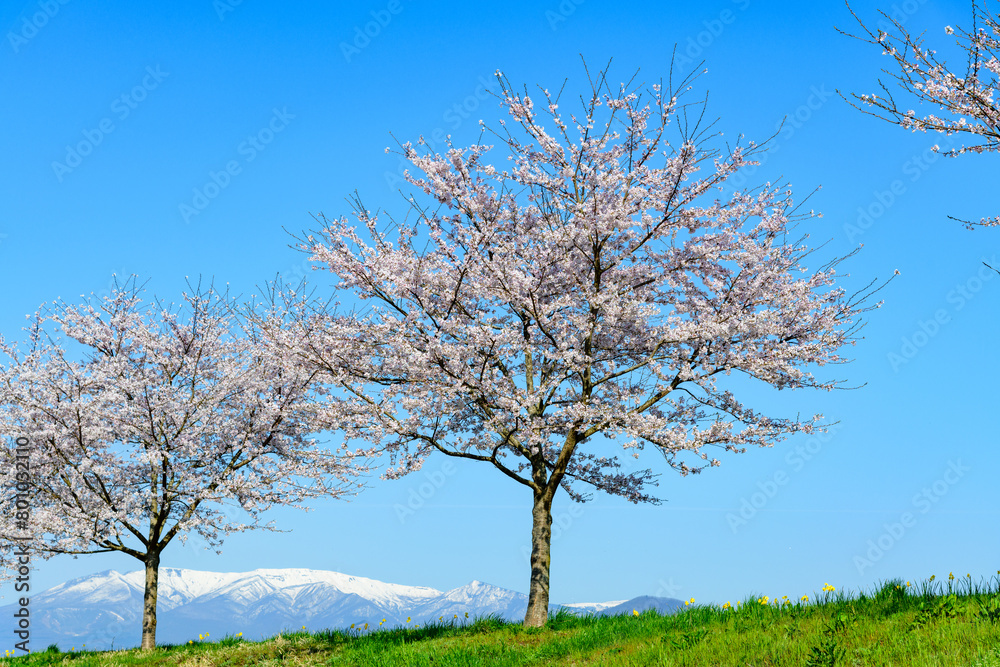 © rujin - おおがわら桜ライン 宮城県 大河原町 © rujin - おおがわら桜ライン 宮城県 大河原町