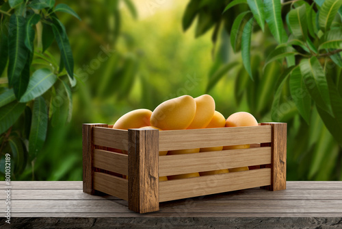 Yellow mango in wood crate on plank wood table with green leaves of mango trees background.