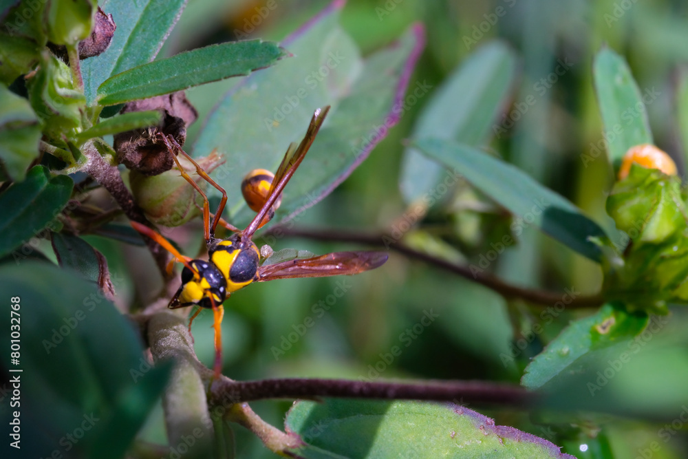 Obraz premium Yellow and black Potter Wasp (Delta campaniforme) isolated. Wasps perched on a background of leaves. Graphic Resources. Animal Themes. Animal Closeup. Macrophotography