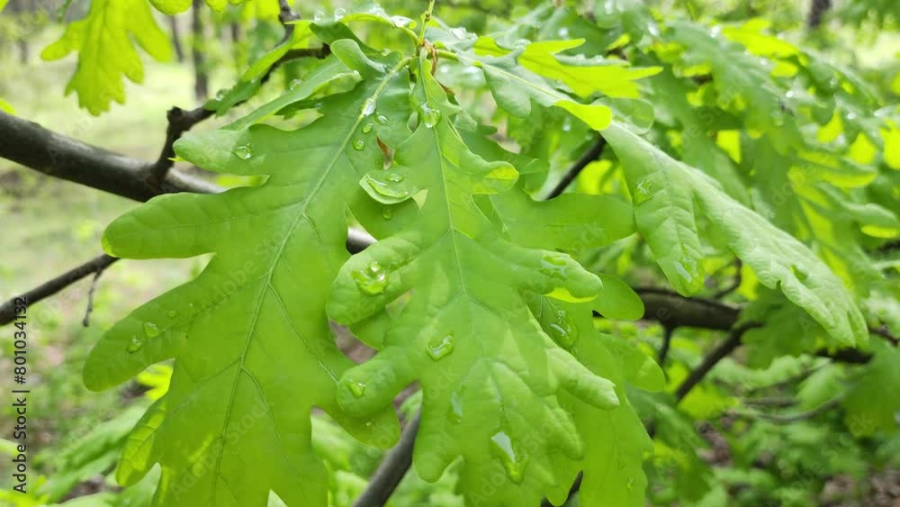 young oak leaves. oak in the forest. oak branches in spring. young oak leaves. oak in the forest. oak branches in spring.