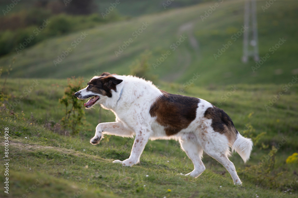 Happy, fluffy dog in beautiful spring sunset. Happy, fluffy dog in beautiful spring sunset.